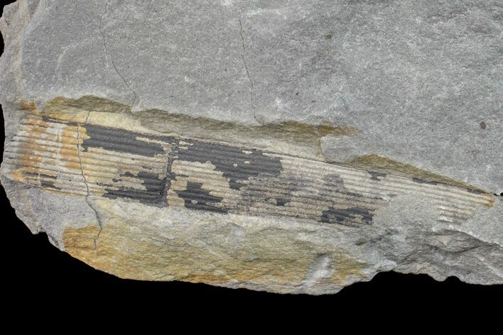 Pennsylvanian Horsetail (Calamites) Fossil - Kentucky #154738
